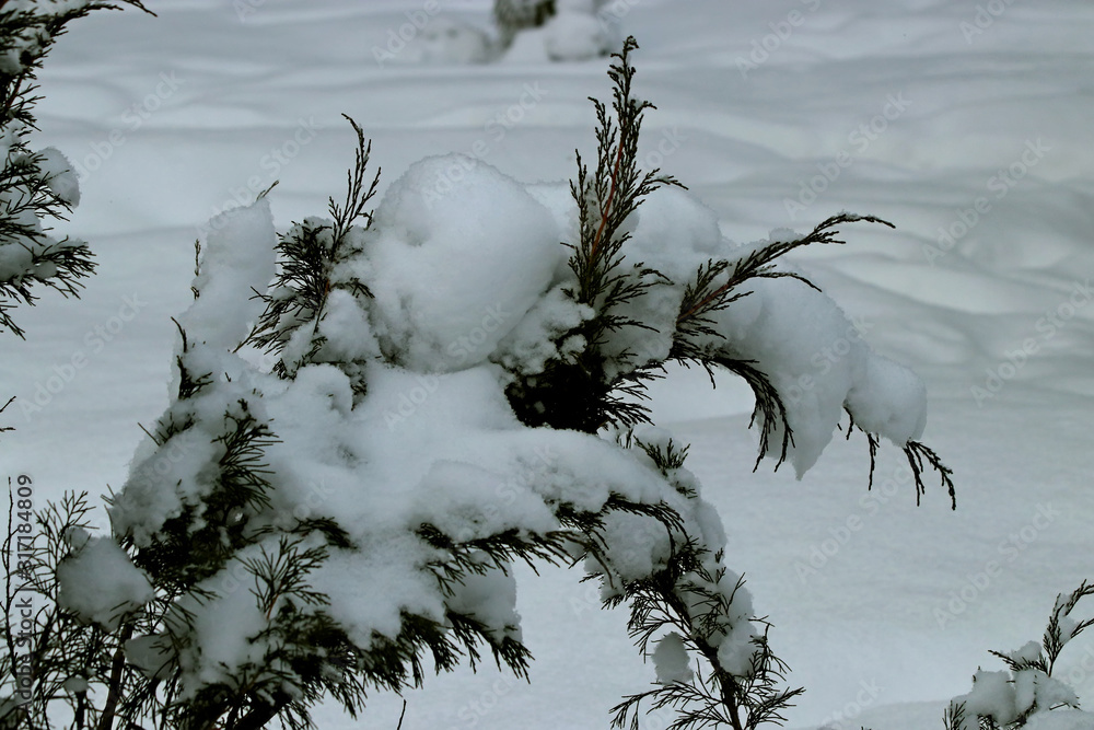 Naklejka premium tree in fog