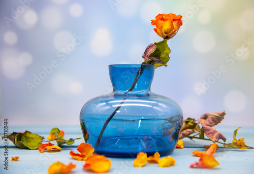 One dried rose in a blue glass vase and bright orange petals all around. Composition on a blurred background.