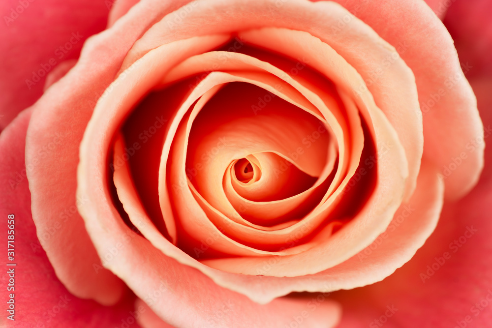 Vibrant fresh tender pink and orange rose close up. Rose head macro photo background. Vibrant fresh tender pink and orange rose close up. Rose head macro photo background.