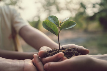 three hand holding tree for planting. concept earth day