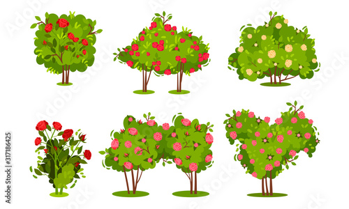 Bushes of Roses Isolated on White Background Vector Set