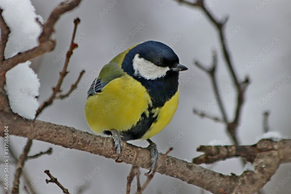 blue tit on branch blue tit on branch
