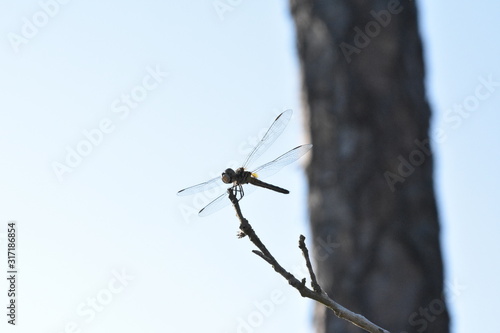 dragonfly on a background