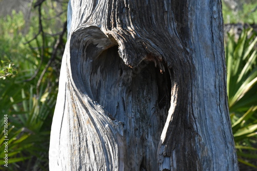 heart shaped tree