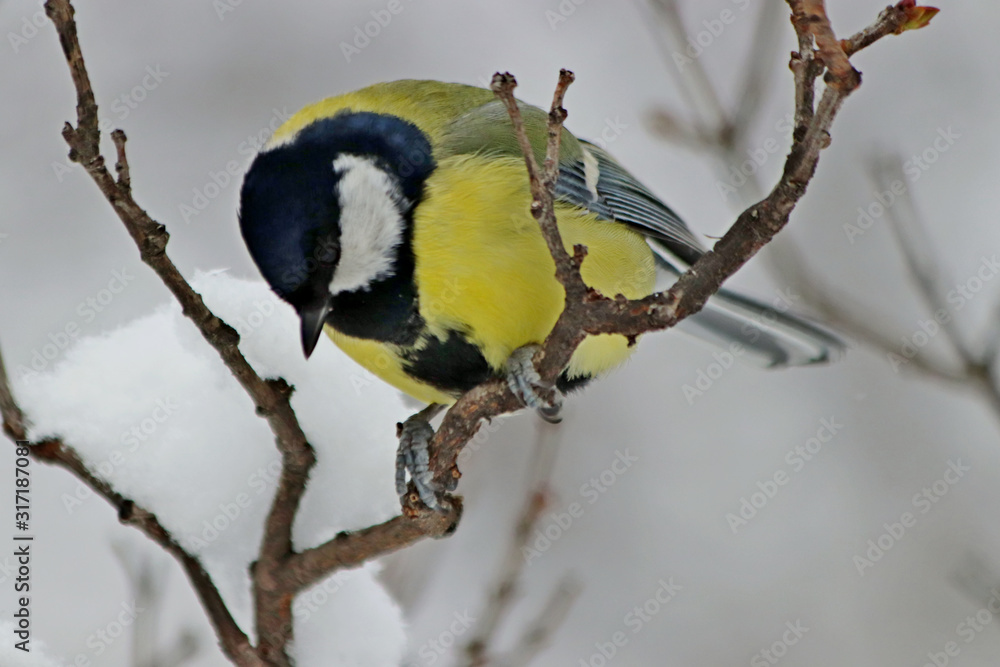 Fototapeta premium great tit on a branch