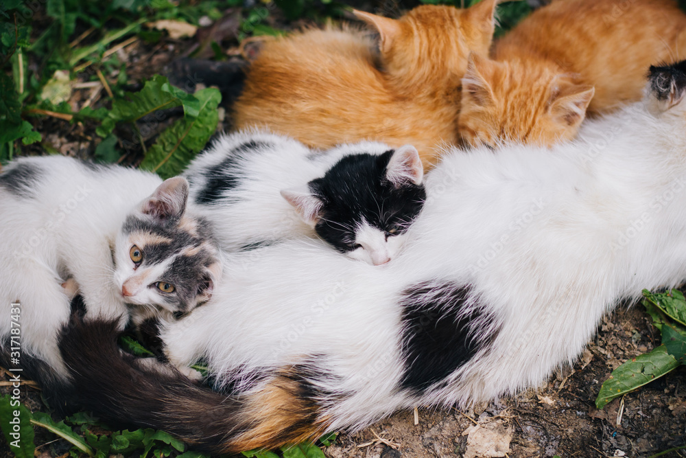 Fototapeta premium Three-colored cat with beautiful yellow eyes feeds kittens. Kittens with their mom. Cat family