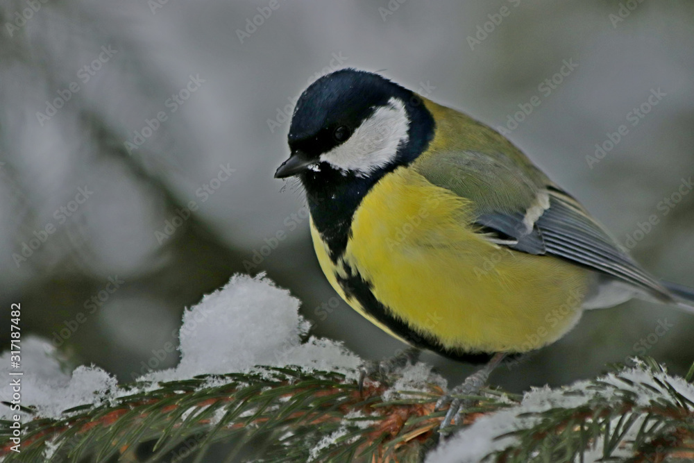Obraz premium great tit on branch