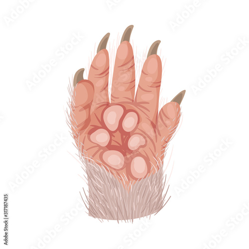 Animal Paw Isolated on White Background Vector Element. Pad with Sharp Claws