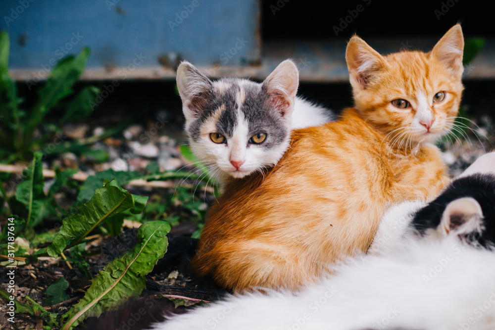 Three-colored cat with beautiful yellow eyes feeds kittens. Kittens with their mom. Cat family Three-colored cat with beautiful yellow eyes feeds kittens. Kittens with their mom. Cat family