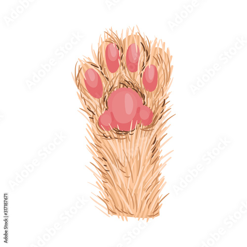 Animal Paw Isolated on White Background Vector Element. Pad with Hidden Claws