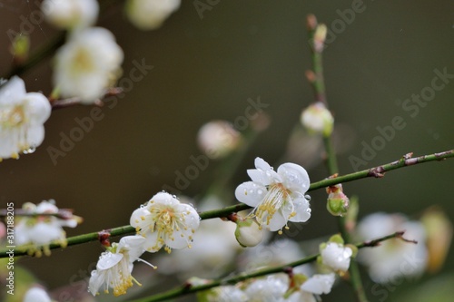 Plum blossoms blooming in winter.