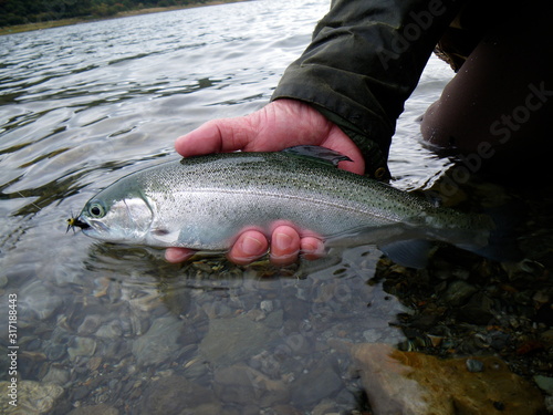 Fototapeta Naklejka Na Ścianę i Meble -  a rainbow trout on the water