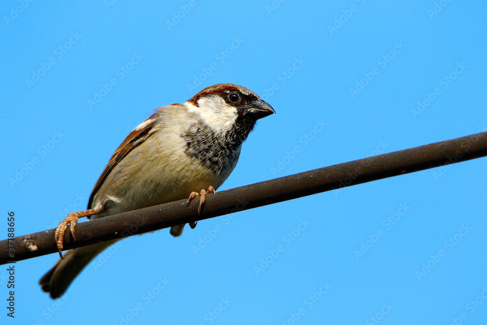Fototapeta premium bird on a wire
