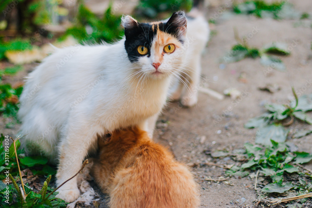 Three-colored cat with beautiful yellow eyes feeds kittens. Kittens with their mom. Cat family