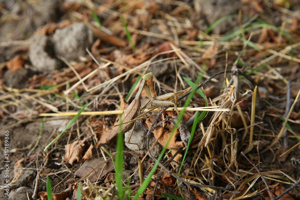 European mantis religiosa sitting on grass . European Mantis clinging to a stalk of grass . The green grasshopper looks at the camera.