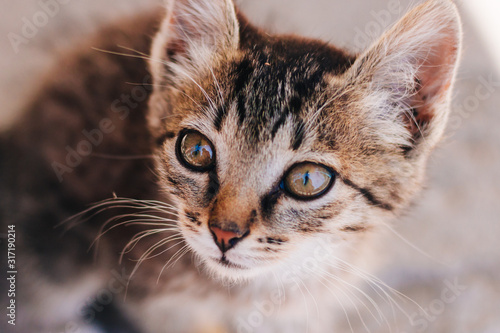 Motley kitten. Little homeless fluffy kitten sitting on the street