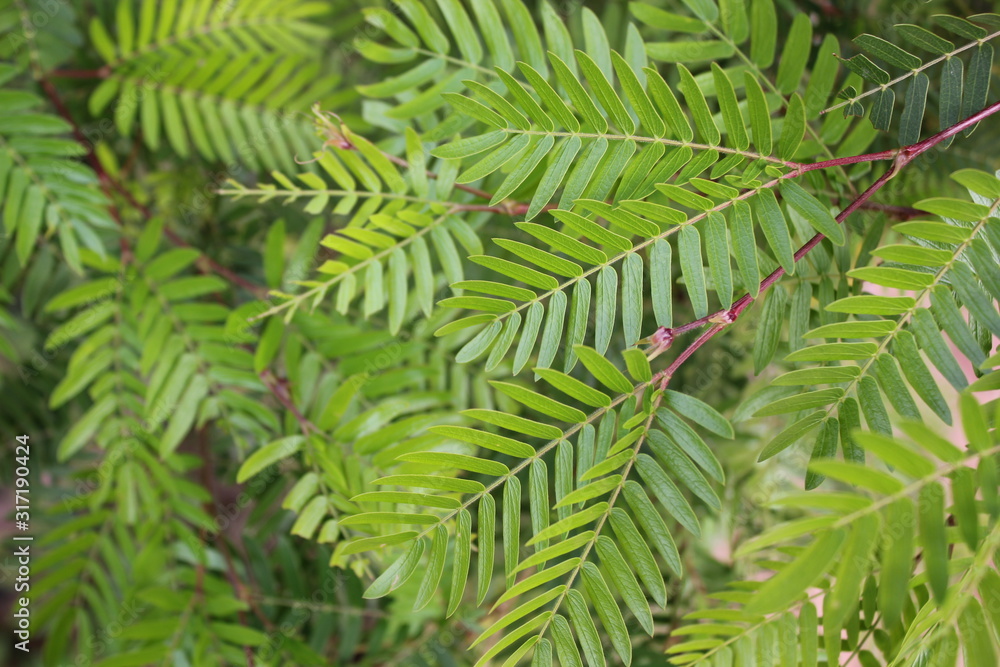 Closeup of a a bush of green fern leaves.