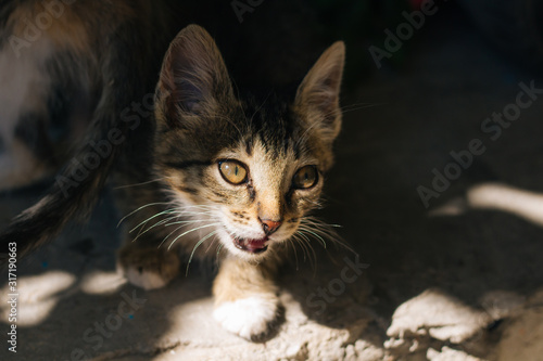 Motley kitten meows. Little homeless, fluffy kitten asks for food © Вероника Преображенс