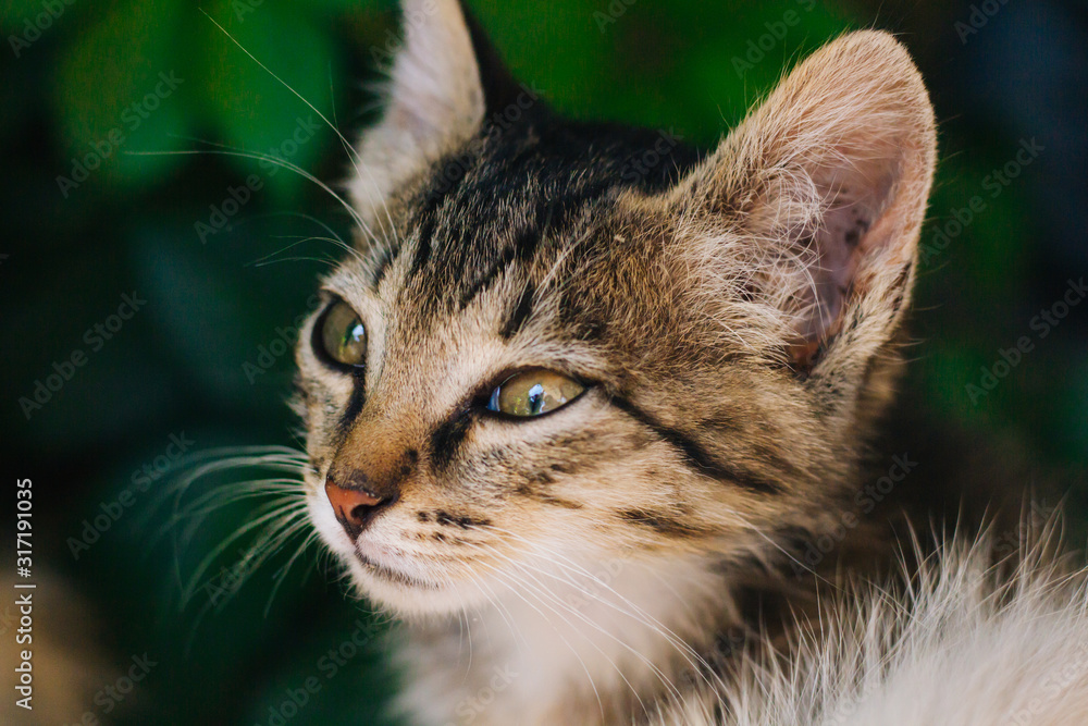Fototapeta premium Motley kitten. Little homeless fluffy kitten sitting on the street
