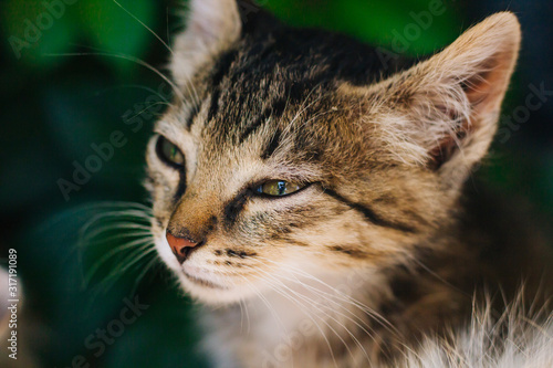 Wallpaper Mural Motley kitten. Little homeless fluffy kitten sitting on the street Torontodigital.ca