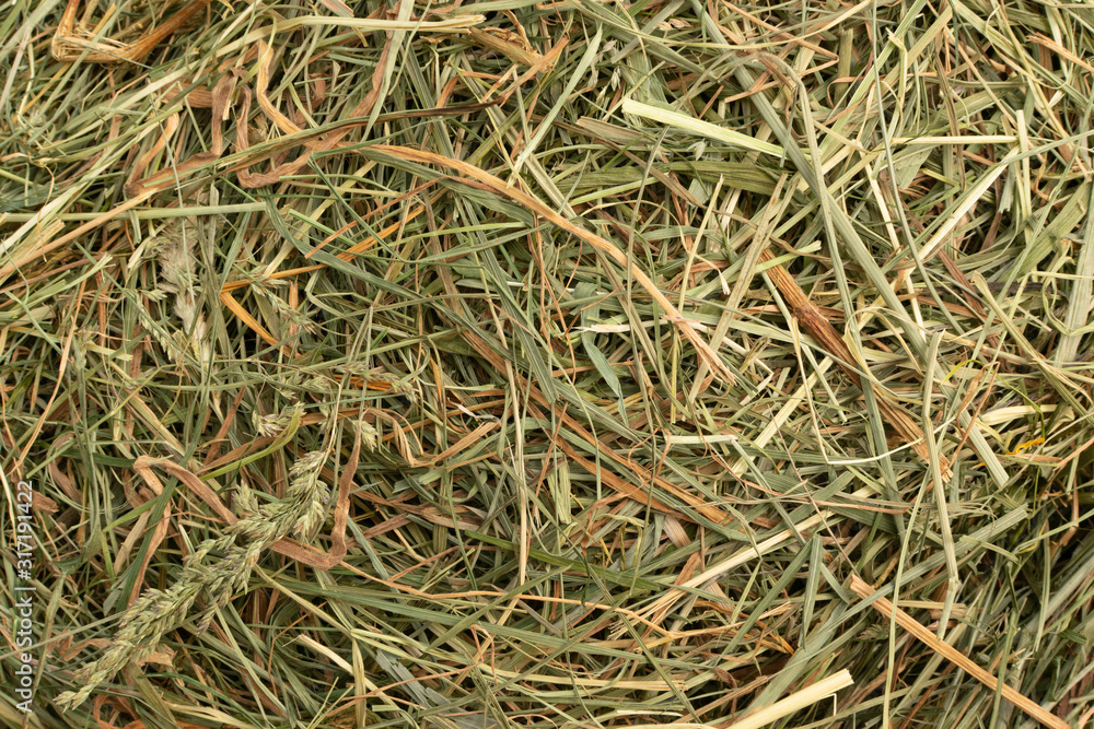 Hay Texture Straw Background Fodder Green Dry Grass in Haystack