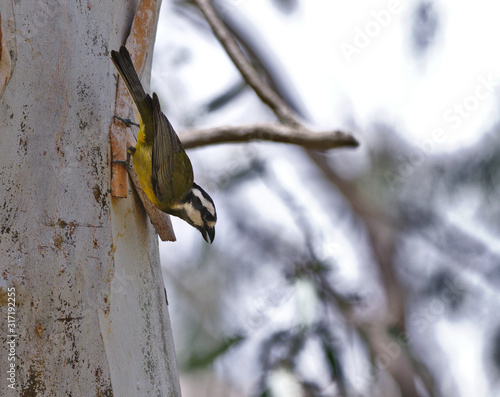 A native Australian eastern shriketit perched on a tree trunk looking to the bottom of frame photo