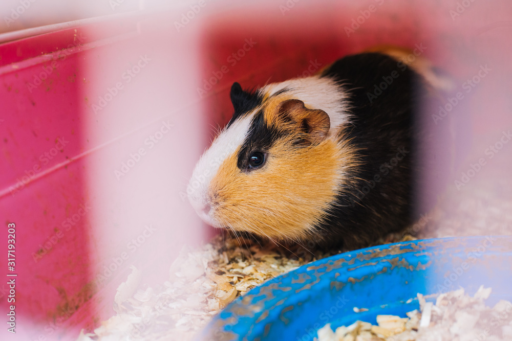 Guinea pig sits in sawdust. Pet rodent family