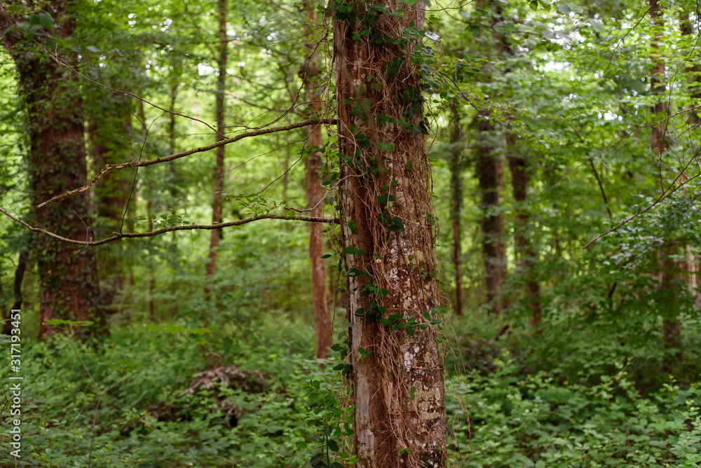 Freiburg, Black Forest, Germany, spring in the forest. Freiburg, Black Forest, Germany, spring in the forest.