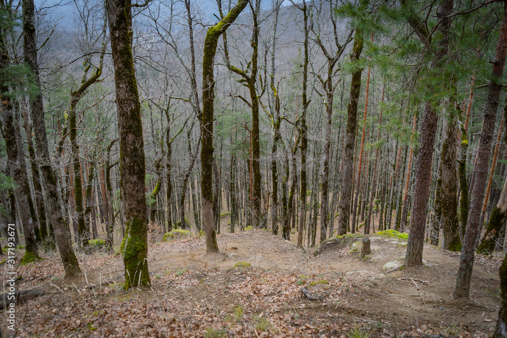 Obraz premium Autumn forest mossy rocks mixed forest view.