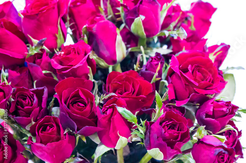 Fotografi Red roses represent love and valentines day.
