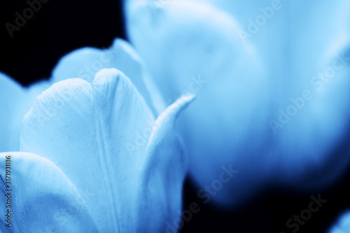Fototapeta Naklejka Na Ścianę i Meble -  flowers, beautiful floral background in blue color. Web banner, greeting card idea. Concept color of Year 2020