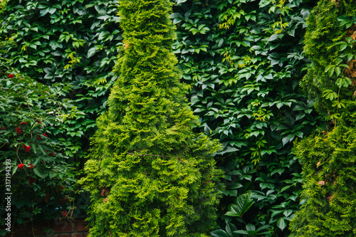 Green wall. Thuja trees. Conifers
