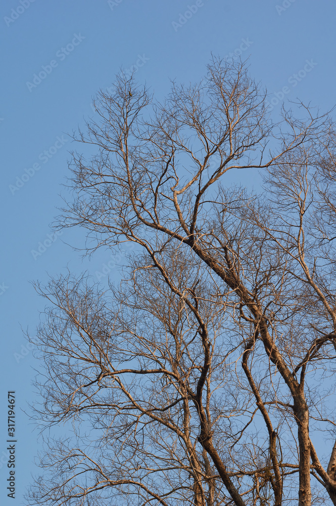 Big dead tree with blue sky Big dead tree with blue sky