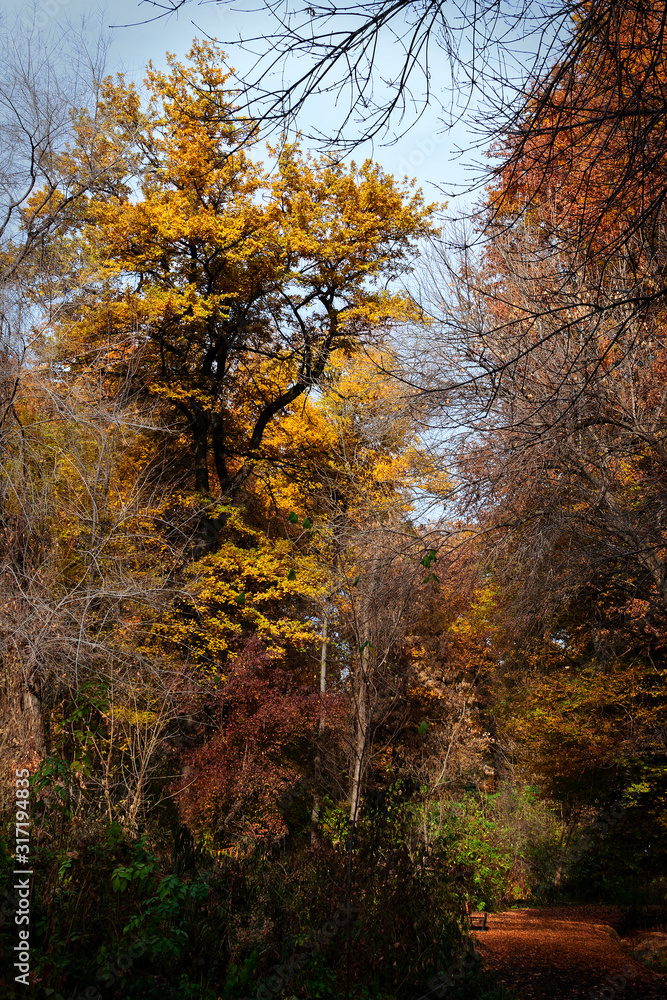 Autumn. Autumn landscape. Beautiful autumn view of trees. Golden autumn. Autumn. Autumn landscape. Beautiful autumn view of trees. Golden autumn.