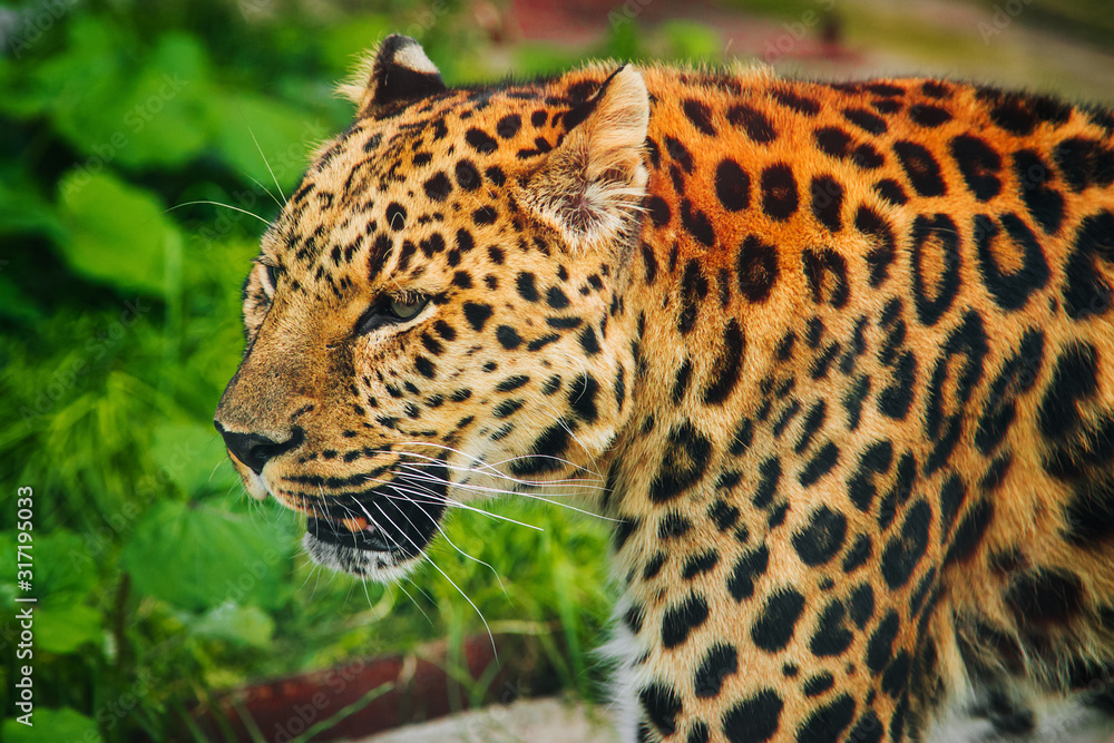 Leopard Big spotted cat. Wild animal portrait