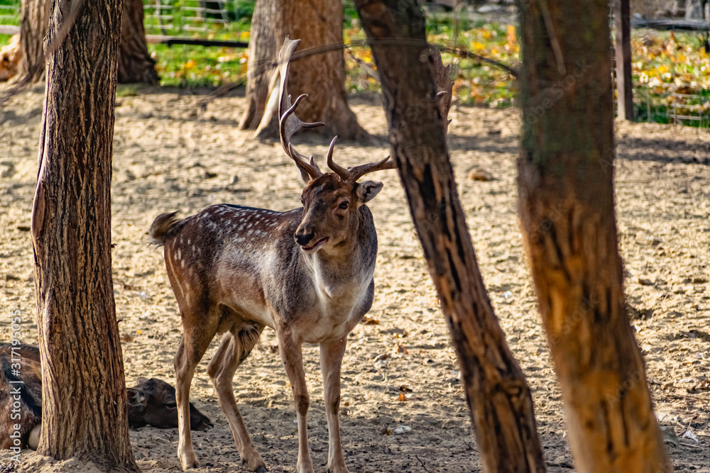 Live mammals are fallow deer, brown with white and beige spots on the coat. Varieties in different seasons are with horns and without. Live wildlife. Live mammals are fallow deer, brown with white and beige spots on the coat. Varieties in different seasons are with horns and without. Live wildlife.