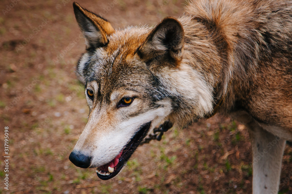 Fototapeta premium A gray wolf with yellow eyes walks through the forest.