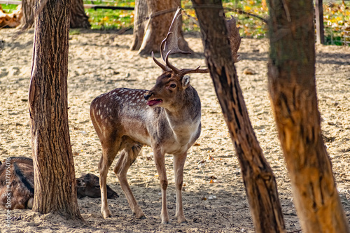 Live mammals are fallow deer, brown with white and beige spots on the coat. Varieties in different seasons are with horns and without. Live wildlife. © Анна Иванова
