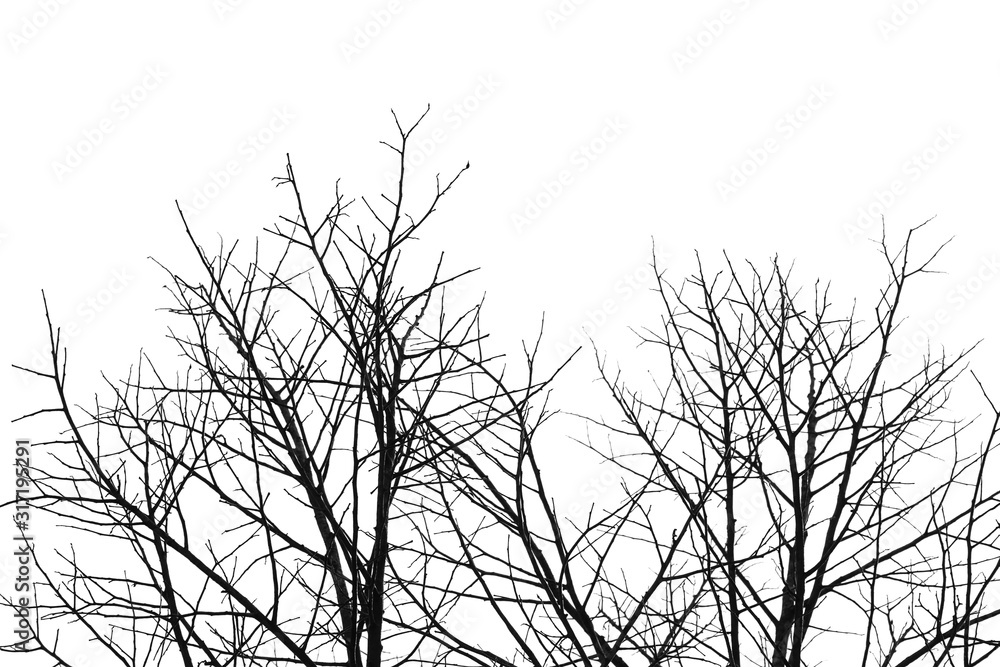 silhouette of tree branch isolated on white with Clipping path. silhouette of tree branch isolated on white with Clipping path.