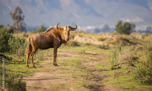Close up image of a Golden Wildebeest in a nature reserve in South Africa