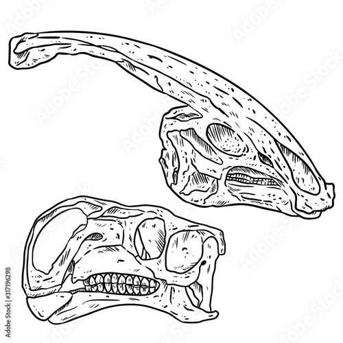 Herbivorous vegetarian dinosars skulls line hand drawn sketch image set. Iguanodontian ornithopod and Parasaurolophus Duck billed Hadrosaurids dinosaur fossils illustration drawing