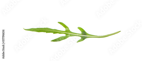 Fresh arugula leaves an isolated on white background