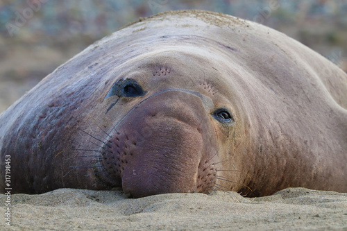 Northern elephant seal (Mirounga angustirostris)