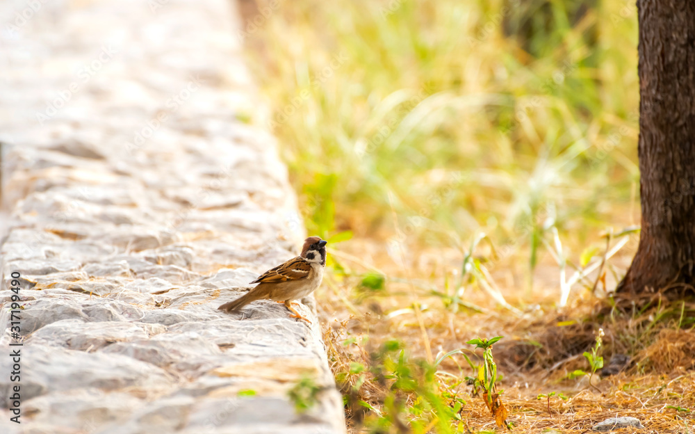 Fototapeta premium Sparrow stood his ground and looked forward with hope to find food