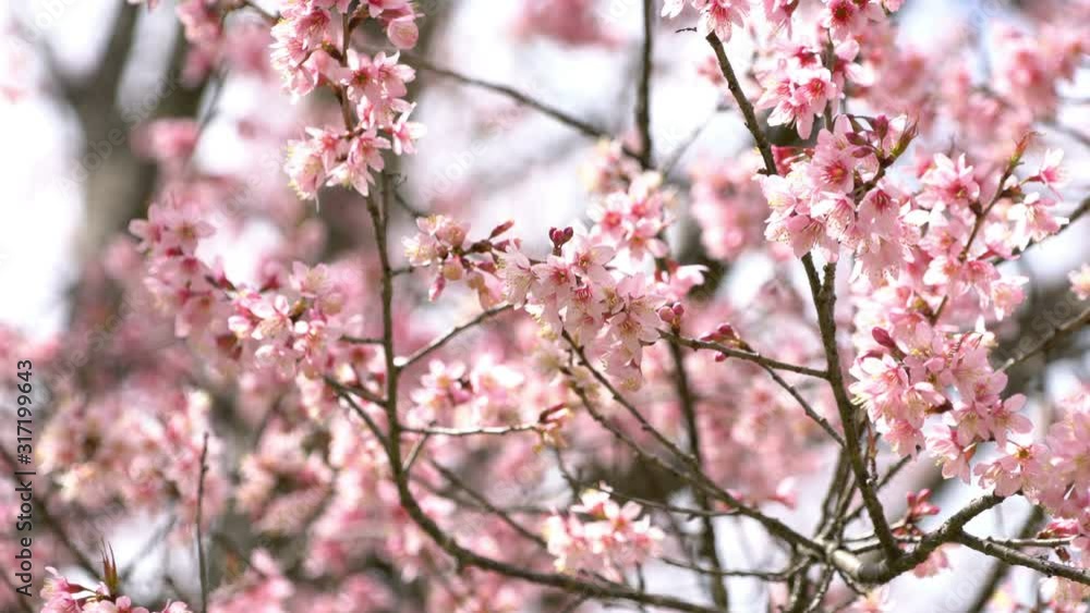Beautiful pink cherry blossom with sunlight. Beautiful pink cherry blossom with sunlight.