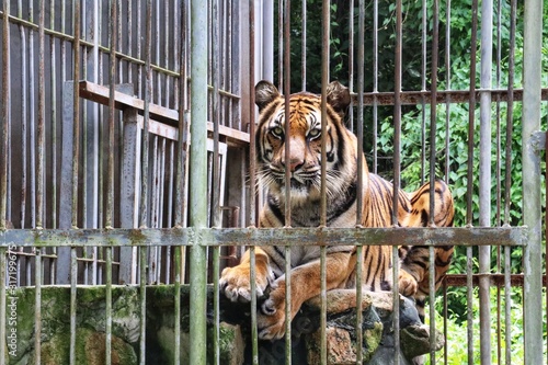 A royal tiger stay in wildlife quarantine center at Nakhonnayok, Thailand