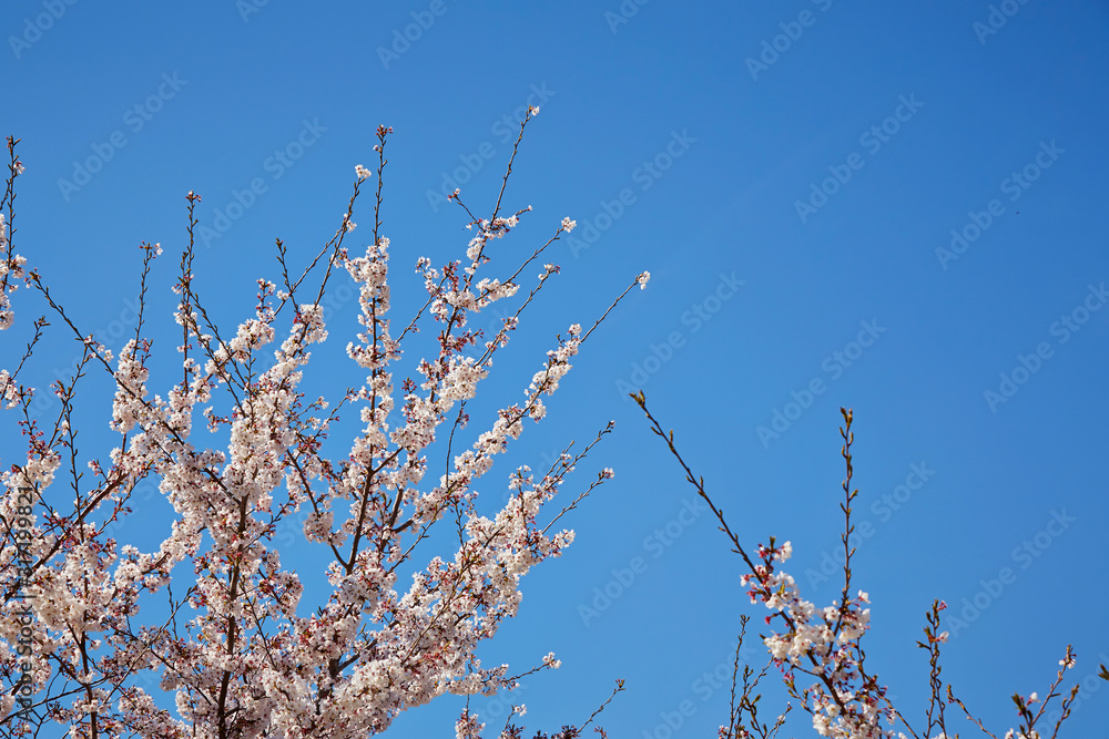 Sakura, cherry blossom flower tree 