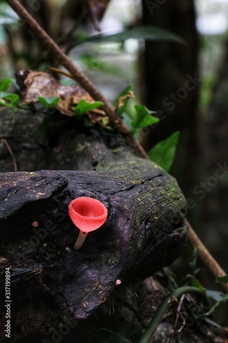 Champagne mushroom on rotten wood at Khao Yai National park, Thailand