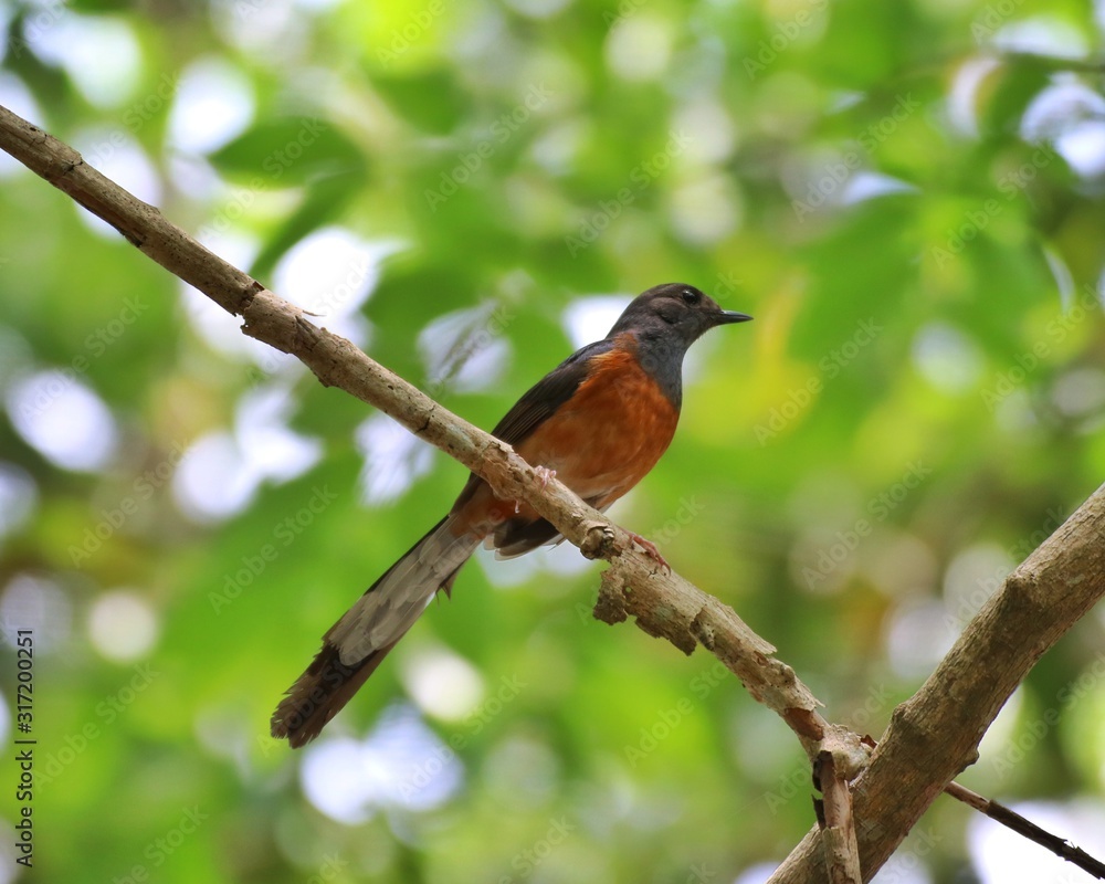 White-rumped shama bird, Wildlife, Khao yai national park, Thailand White-rumped shama bird, Wildlife, Khao yai national park, Thailand