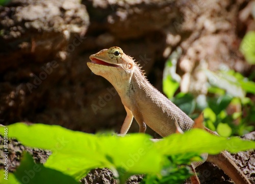 Oriental garden lizard  Calotes versicolor   Thailand